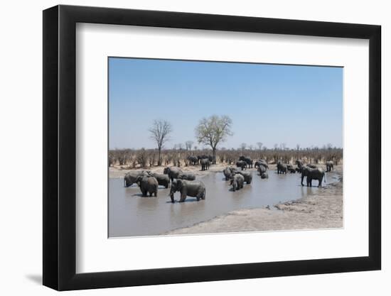 African Elephants (Loxodonta Africana), Khwai Concession, Okavango Delta, Botswana, Africa-Sergio Pitamitz-Framed Photographic Print