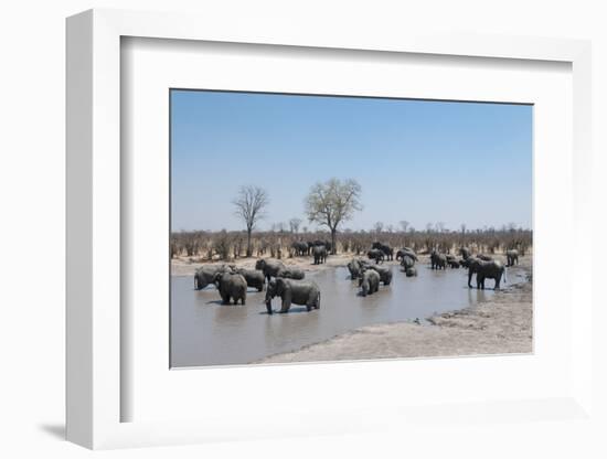 African Elephants (Loxodonta Africana), Khwai Concession, Okavango Delta, Botswana, Africa-Sergio Pitamitz-Framed Photographic Print