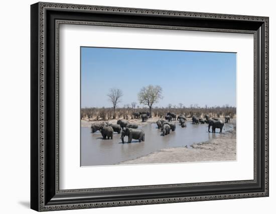 African Elephants (Loxodonta Africana), Khwai Concession, Okavango Delta, Botswana, Africa-Sergio Pitamitz-Framed Photographic Print