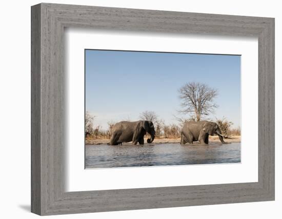 African Elephants (Loxodonta Africana), Khwai Concession, Okavango Delta, Botswana, Africa-Sergio Pitamitz-Framed Photographic Print