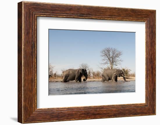 African Elephants (Loxodonta Africana), Khwai Concession, Okavango Delta, Botswana, Africa-Sergio Pitamitz-Framed Photographic Print