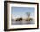 African Elephants (Loxodonta Africana), Khwai Concession, Okavango Delta, Botswana, Africa-Sergio Pitamitz-Framed Photographic Print