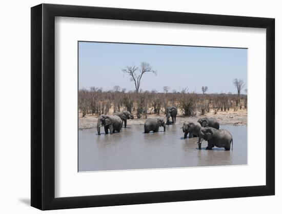 African Elephants (Loxodonta Africana), Khwai Concession, Okavango Delta, Botswana, Africa-Sergio Pitamitz-Framed Photographic Print