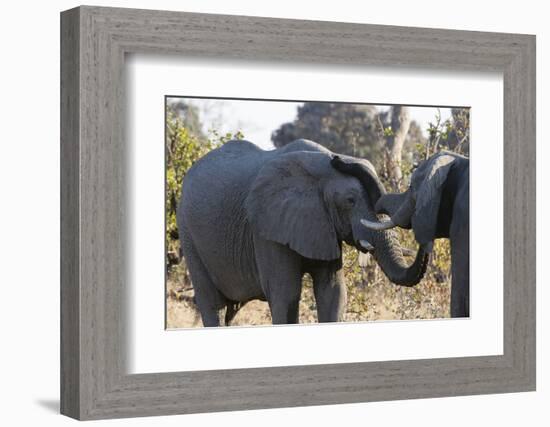 African Elephants (Loxodonta Africana), Khwai Concession, Okavango Delta, Botswana, Africa-Sergio Pitamitz-Framed Photographic Print