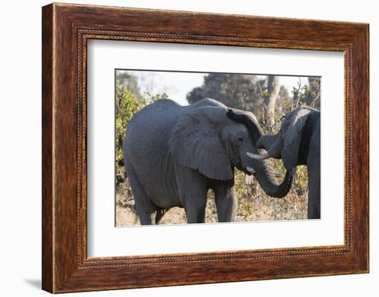 African Elephants (Loxodonta Africana), Khwai Concession, Okavango Delta, Botswana, Africa-Sergio Pitamitz-Framed Photographic Print