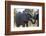 African Elephants (Loxodonta Africana), Khwai Concession, Okavango Delta, Botswana, Africa-Sergio Pitamitz-Framed Photographic Print