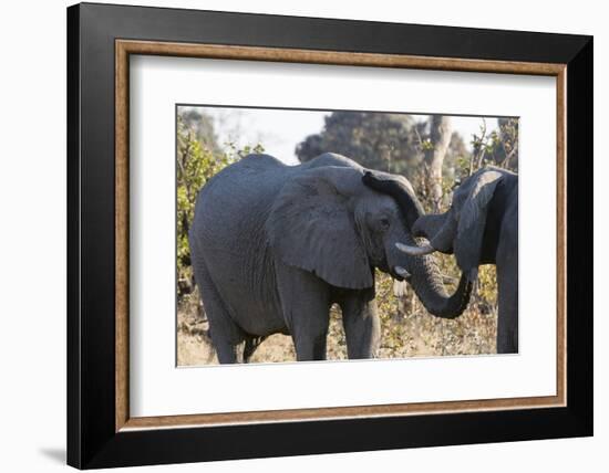 African Elephants (Loxodonta Africana), Khwai Concession, Okavango Delta, Botswana, Africa-Sergio Pitamitz-Framed Photographic Print