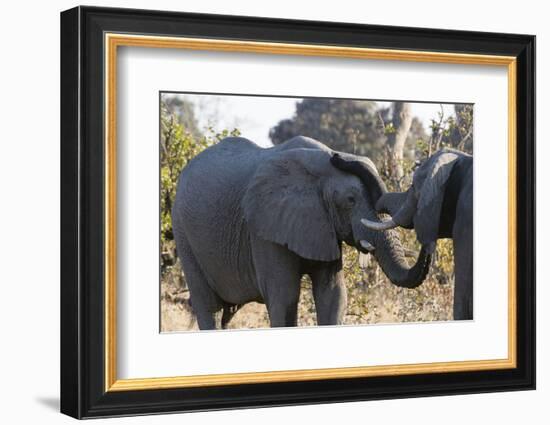 African Elephants (Loxodonta Africana), Khwai Concession, Okavango Delta, Botswana, Africa-Sergio Pitamitz-Framed Photographic Print