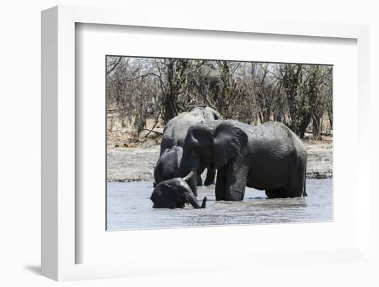 African Elephants (Loxodonta Africana), Khwai Concession, Okavango Delta, Botswana, Africa-Sergio Pitamitz-Framed Photographic Print