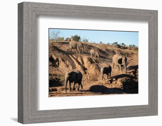 African elephants (Loxodonta africana), Mashatu Game Reserve, Botswana, Africa-Sergio Pitamitz-Framed Photographic Print