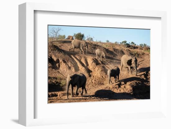 African elephants (Loxodonta africana), Mashatu Game Reserve, Botswana, Africa-Sergio Pitamitz-Framed Photographic Print