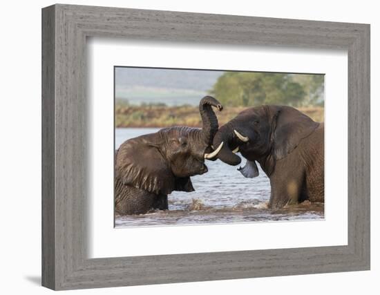 African elephants (Loxodonta africana) playfighting in water, Zimanga game reserve, KwaZulu-Natal-Ann and Steve Toon-Framed Photographic Print