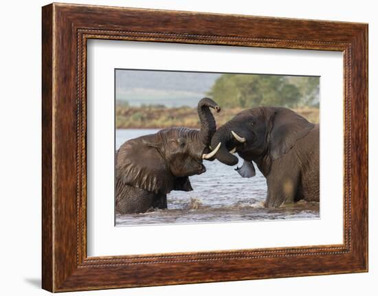 African elephants (Loxodonta africana) playfighting in water, Zimanga game reserve, KwaZulu-Natal-Ann and Steve Toon-Framed Photographic Print