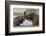 African elephants (Loxodonta africana) playfighting in water, Zimanga game reserve, KwaZulu-Natal-Ann and Steve Toon-Framed Photographic Print