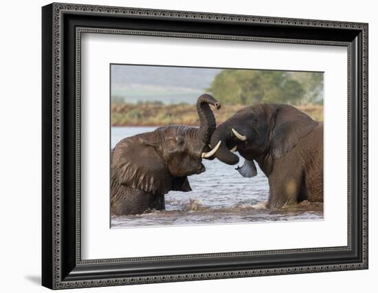 African elephants (Loxodonta africana) playfighting in water, Zimanga game reserve, KwaZulu-Natal-Ann and Steve Toon-Framed Photographic Print