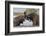 African elephants (Loxodonta africana) playfighting in water, Zimanga game reserve, KwaZulu-Natal-Ann and Steve Toon-Framed Photographic Print