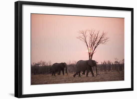 African Elephants (Loxodonta Africana), Savuti, Chobe National Park, Botswana, Africa-Sergio Pitamitz-Framed Photographic Print