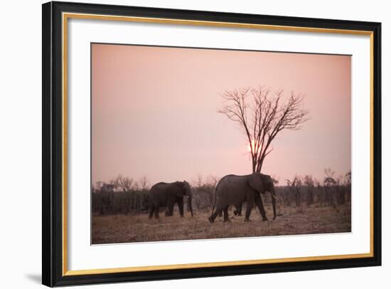 African Elephants (Loxodonta Africana), Savuti, Chobe National Park, Botswana, Africa-Sergio Pitamitz-Framed Photographic Print