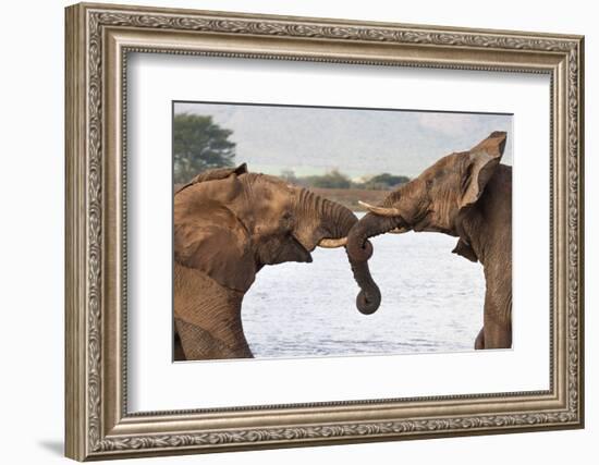 African elephants (Loxodonta africana) wrestling, Zimanga private game reserve, KwaZulu-Natal, Sout-Ann and Steve Toon-Framed Photographic Print
