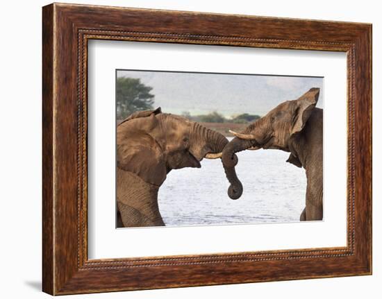 African elephants (Loxodonta africana) wrestling, Zimanga private game reserve, KwaZulu-Natal, Sout-Ann and Steve Toon-Framed Photographic Print