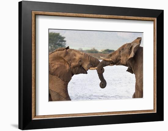 African elephants (Loxodonta africana) wrestling, Zimanga private game reserve, KwaZulu-Natal, Sout-Ann and Steve Toon-Framed Photographic Print