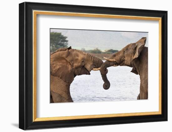 African elephants (Loxodonta africana) wrestling, Zimanga private game reserve, KwaZulu-Natal, Sout-Ann and Steve Toon-Framed Photographic Print