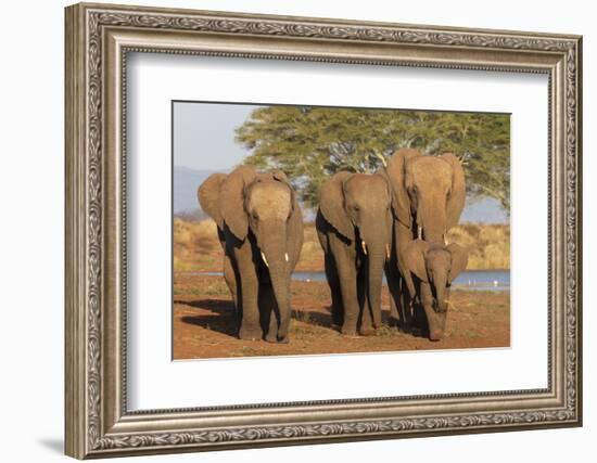 African elephants (Loxodonta africana), Zimanga game reserve, KwaZulu-Natal-Ann and Steve Toon-Framed Photographic Print