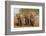 African elephants (Loxodonta africana), Zimanga game reserve, KwaZulu-Natal-Ann and Steve Toon-Framed Photographic Print