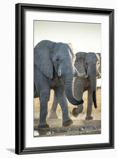 African Elephants, Nxai Pan National Park, Botswana-Paul Souders-Framed Photographic Print