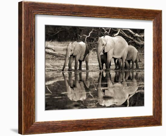 African elephants, Okavango, Botswana-Frank Krahmer-Framed Art Print