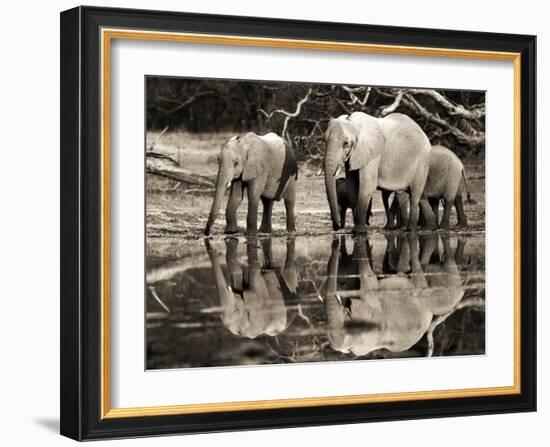 African elephants, Okavango, Botswana-Frank Krahmer-Framed Art Print