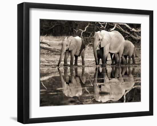 African elephants, Okavango, Botswana-Frank Krahmer-Framed Art Print