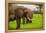 African Elephants on Safari, Mizumi Safari Park, Tanzania, East Africa, Africa-Laura Grier-Framed Premier Image Canvas