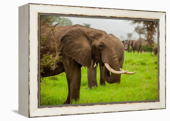 African Elephants on Safari, Mizumi Safari Park, Tanzania, East Africa, Africa-Laura Grier-Framed Premier Image Canvas