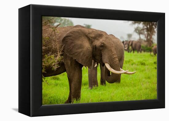 African Elephants on Safari, Mizumi Safari Park, Tanzania, East Africa, Africa-Laura Grier-Framed Premier Image Canvas