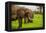 African Elephants on Safari, Mizumi Safari Park, Tanzania, East Africa, Africa-Laura Grier-Framed Premier Image Canvas