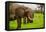 African Elephants on Safari, Mizumi Safari Park, Tanzania, East Africa, Africa-Laura Grier-Framed Premier Image Canvas