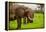 African Elephants on Safari, Mizumi Safari Park, Tanzania, East Africa, Africa-Laura Grier-Framed Premier Image Canvas