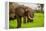 African Elephants on Safari, Mizumi Safari Park, Tanzania, East Africa, Africa-Laura Grier-Framed Premier Image Canvas