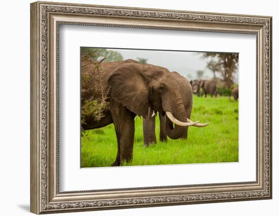 African Elephants on Safari, Mizumi Safari Park, Tanzania, East Africa, Africa-Laura Grier-Framed Photographic Print