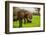 African Elephants on Safari, Mizumi Safari Park, Tanzania, East Africa, Africa-Laura Grier-Framed Photographic Print