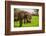 African Elephants on Safari, Mizumi Safari Park, Tanzania, East Africa, Africa-Laura Grier-Framed Photographic Print