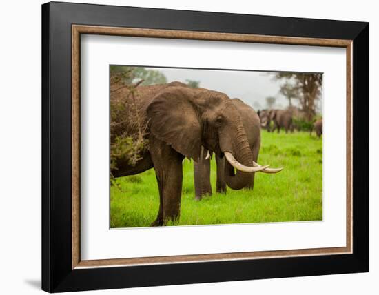 African Elephants on Safari, Mizumi Safari Park, Tanzania, East Africa, Africa-Laura Grier-Framed Photographic Print