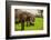 African Elephants on Safari, Mizumi Safari Park, Tanzania, East Africa, Africa-Laura Grier-Framed Photographic Print