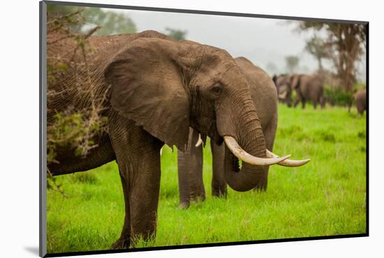 African Elephants on Safari, Mizumi Safari Park, Tanzania, East Africa, Africa-Laura Grier-Mounted Photographic Print