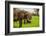 African Elephants on Safari, Mizumi Safari Park, Tanzania, East Africa, Africa-Laura Grier-Framed Photographic Print