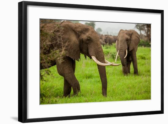 African Elephants on Safari, Mizumi Safari Park, Tanzania, East Africa, Africa-Laura Grier-Framed Photographic Print