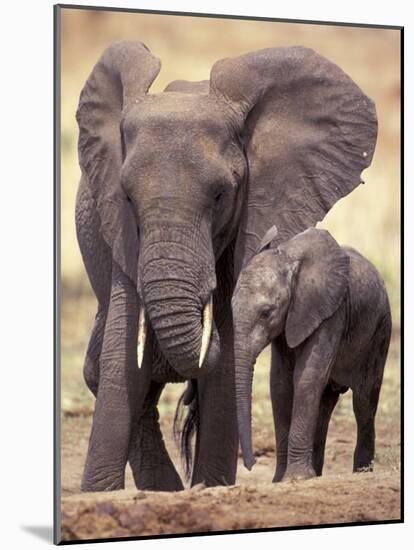 African Elephants, Tarangire National Park, Tanzania-Art Wolfe-Mounted Photographic Print