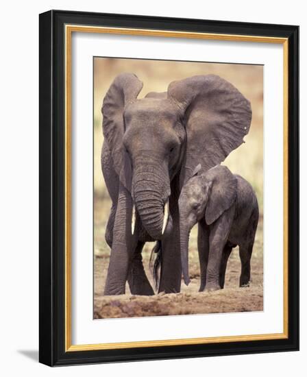 African Elephants, Tarangire National Park, Tanzania-Art Wolfe-Framed Photographic Print