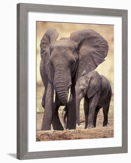 African Elephants, Tarangire National Park, Tanzania-Art Wolfe-Framed Photographic Print